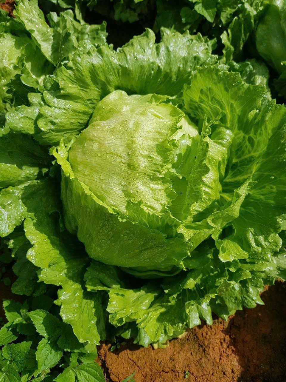 Xà lách - Hợp Tác Xã Rau Sạch Nguyễn Minh